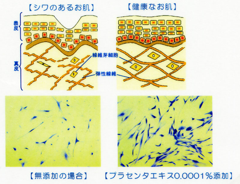線維芽細胞増殖促進作用